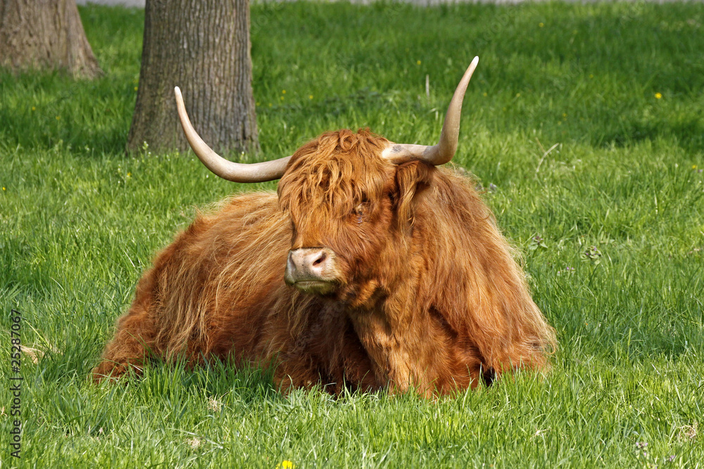 Schottisches Hochlandrind - Highland Cattle Schottisches Hochlandrind - Highland Cattle