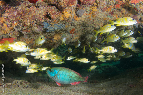 French Grunt and Red Band Parrotfish sharing a reef overhang