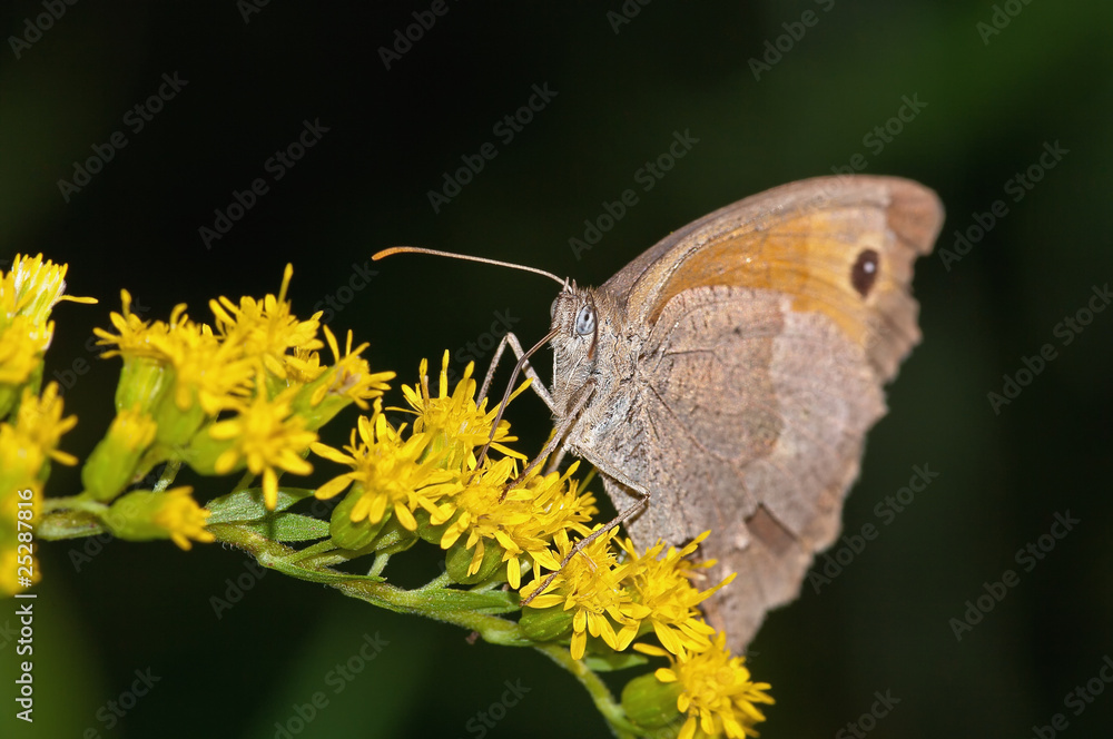 Obraz premium Farfalla