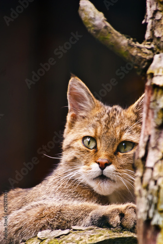 Wild cat © hladkymartin