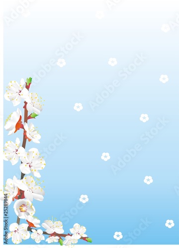 border of apricot flowers