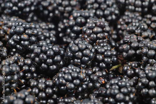 blackberry background