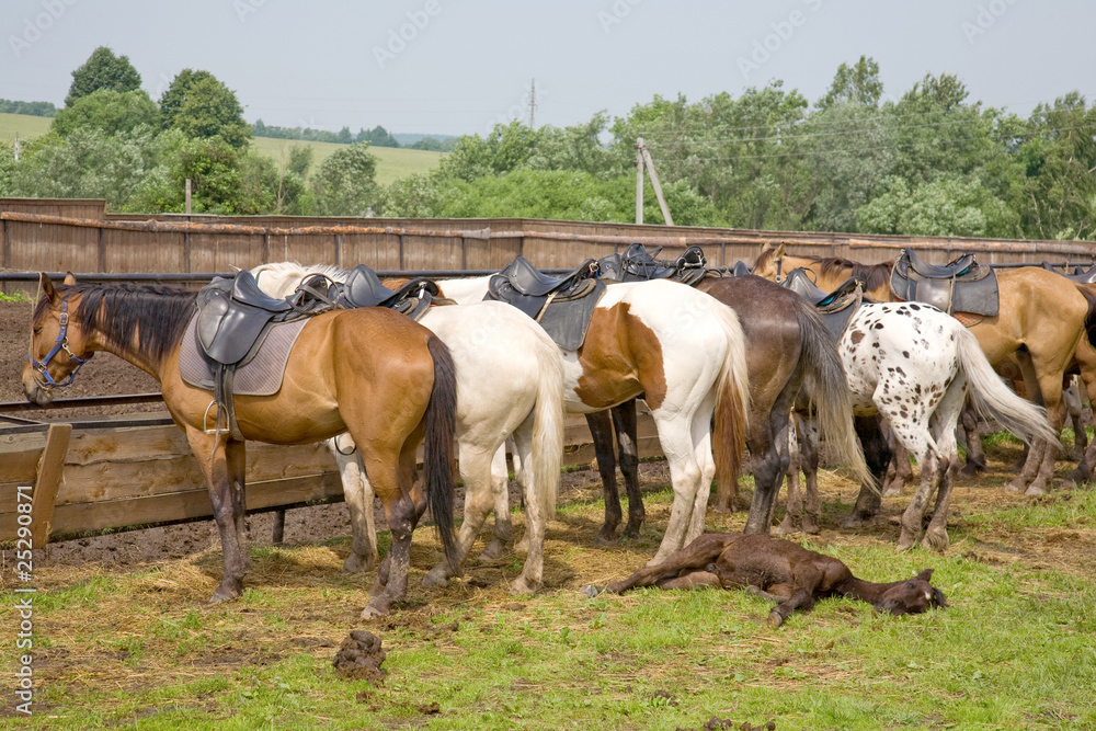 Horses on a leash against mountains. Ranch. Horses on a leash against mountains. Ranch.