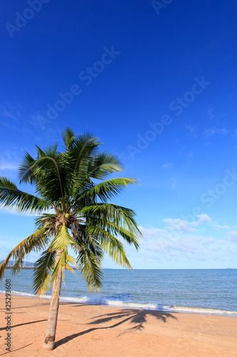 beach   Coconut and blue sky