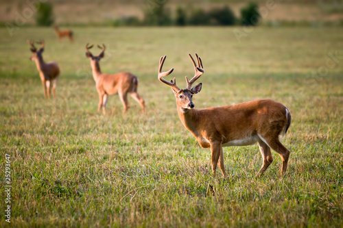 White Tailed Deer Wildlife Animals in Outdoors Nature
