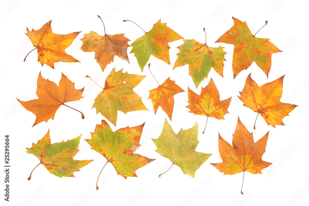 fall leaf fall leaf