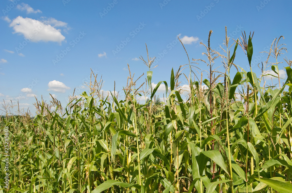 corn corn