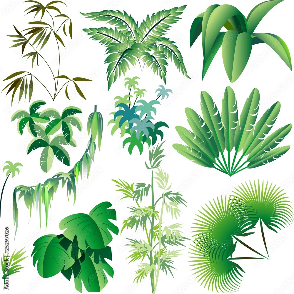 Fototapeta premium Piante e Vegetazione Tropicale-Exotic Plants and Trees-Vector