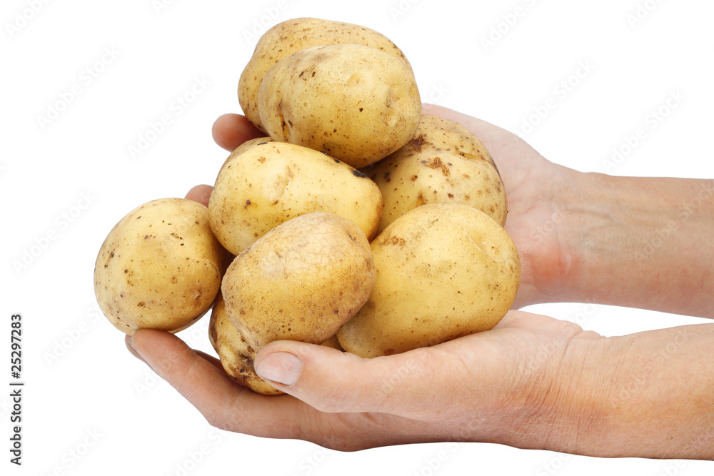 Fresh potato in hands of the farmer. Fresh potato in hands of the farmer.