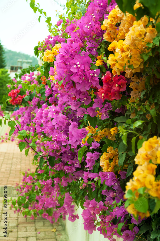 Naklejka premium Bougainvillea