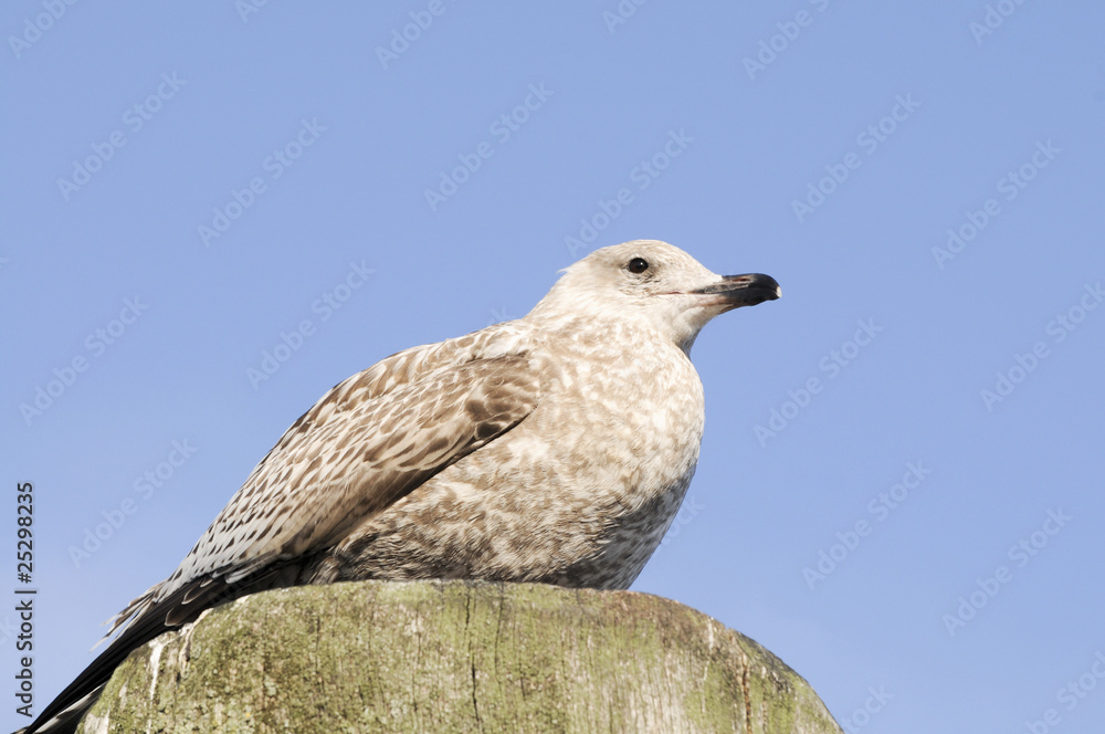 Obraz premium Junge Möwe