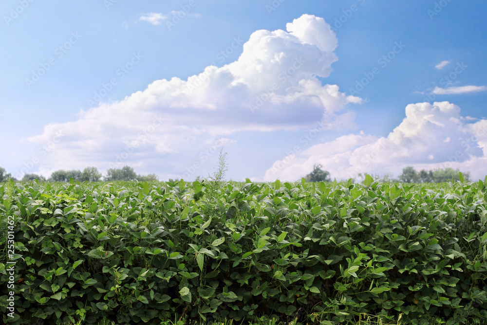 Soybean Field Soybean Field