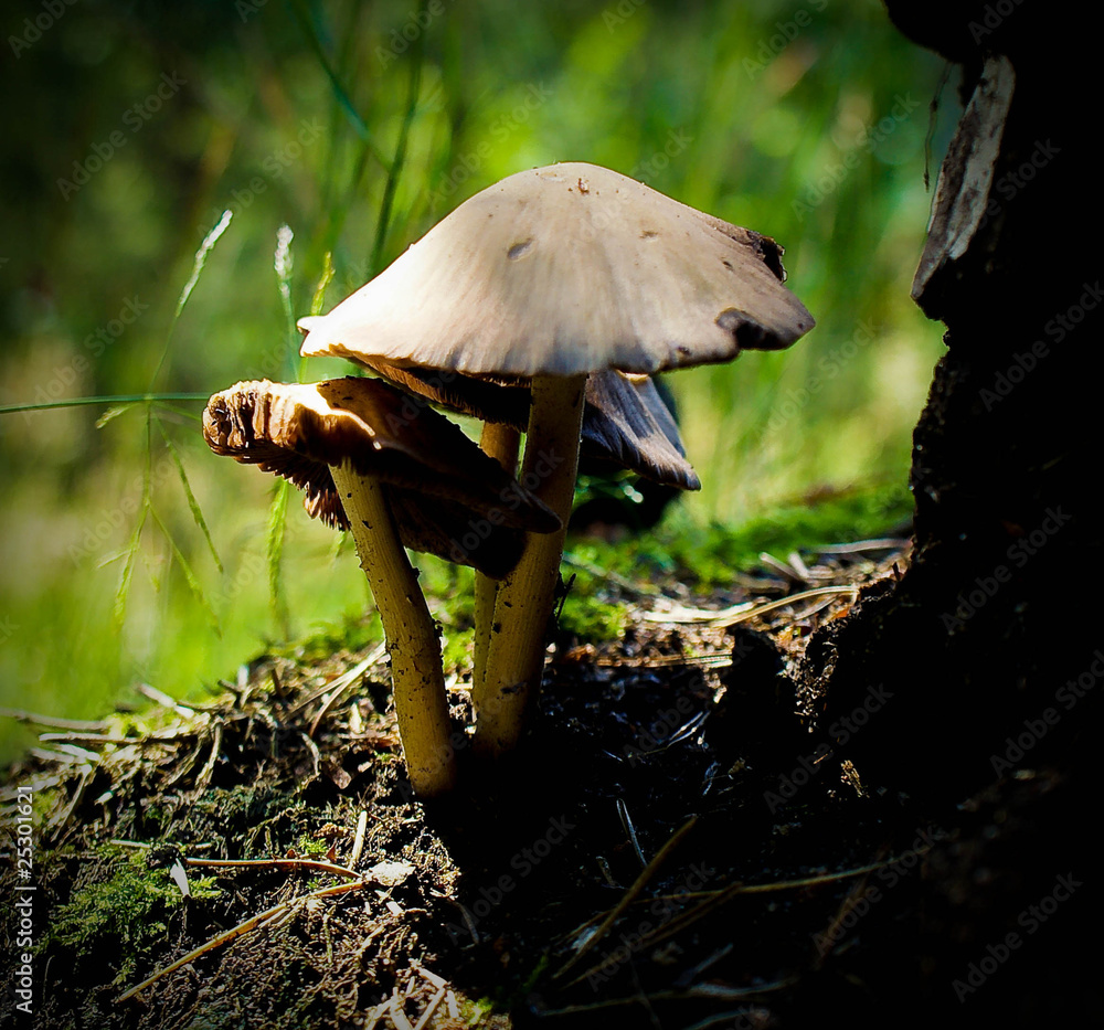 Fototapeta premium grzyby