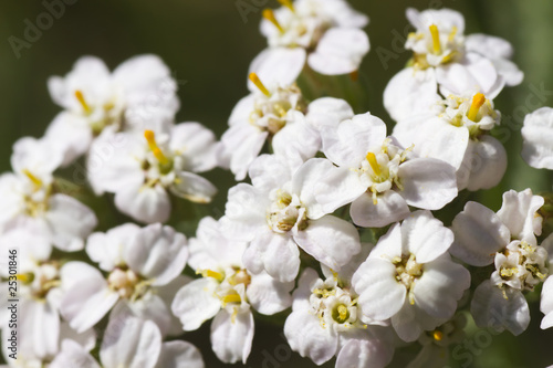 Macro of bunch tiny white flower