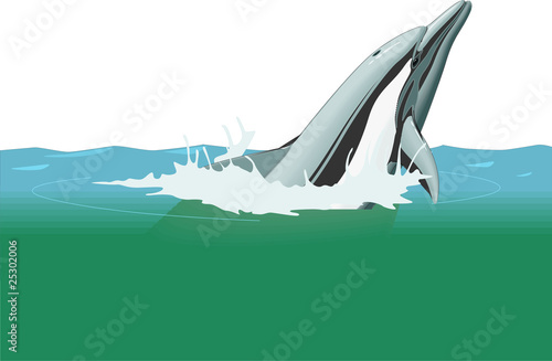 dolphin