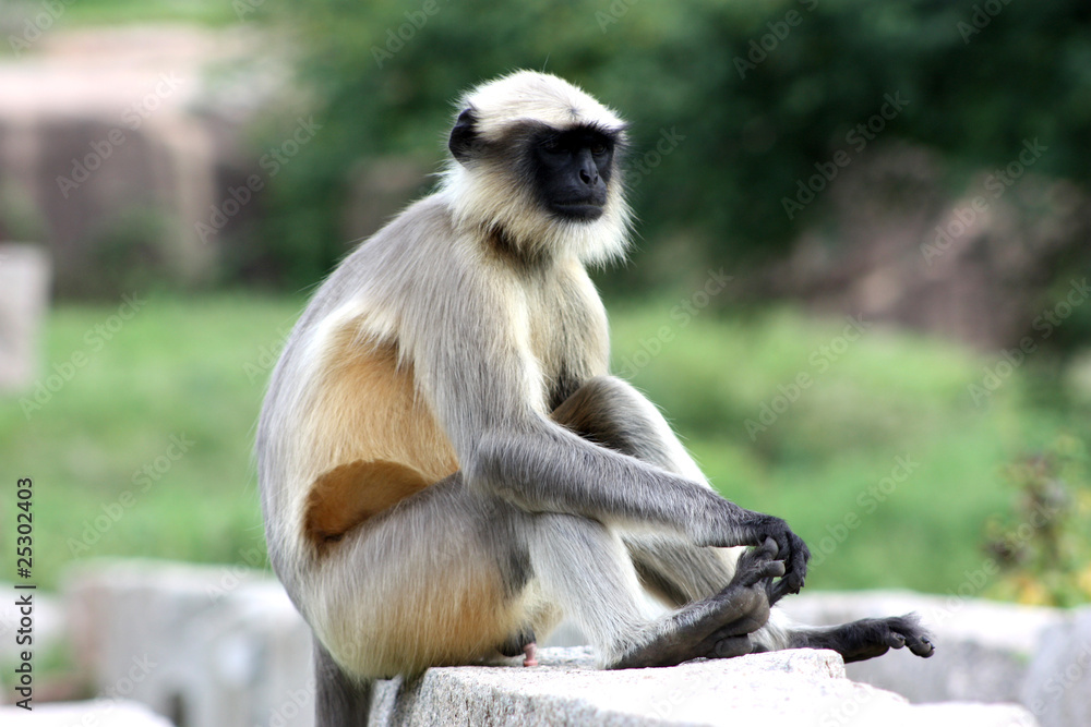 Obraz premium Hampi - singes