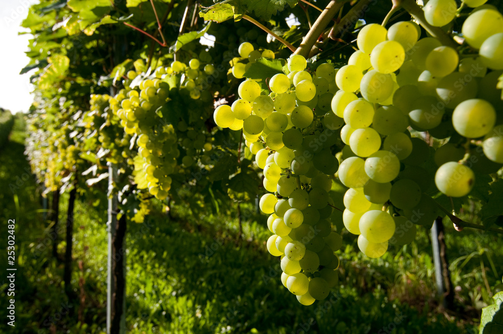 Fototapeta premium weisse Trauben 7