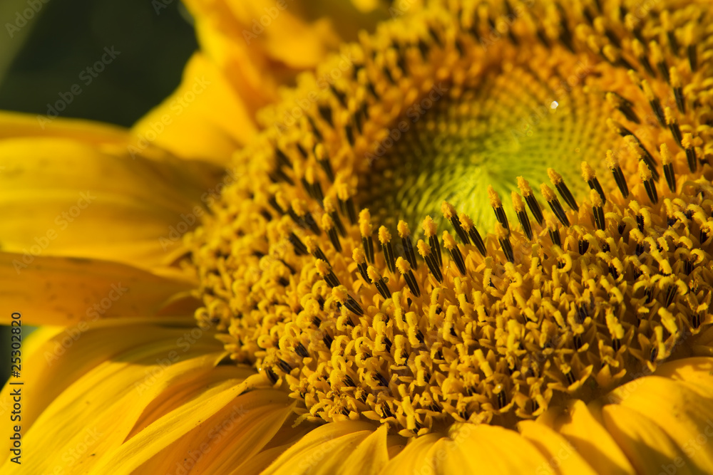Obraz premium close-up of sunflower