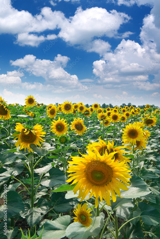 Big meadow of sunflowers