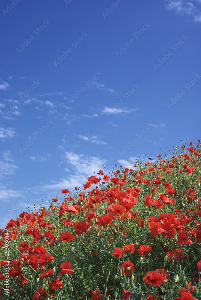 Poppies and sky