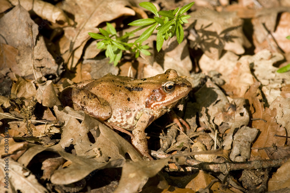 Naklejka premium Bufo bufo