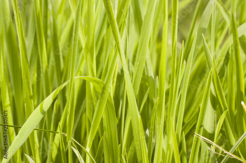 Grass abstract