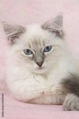 beautiful ragdoll kitten © cat