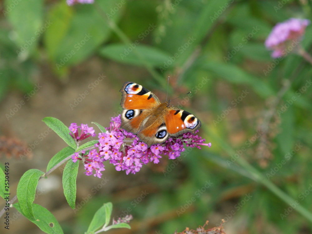 Obraz premium papillon