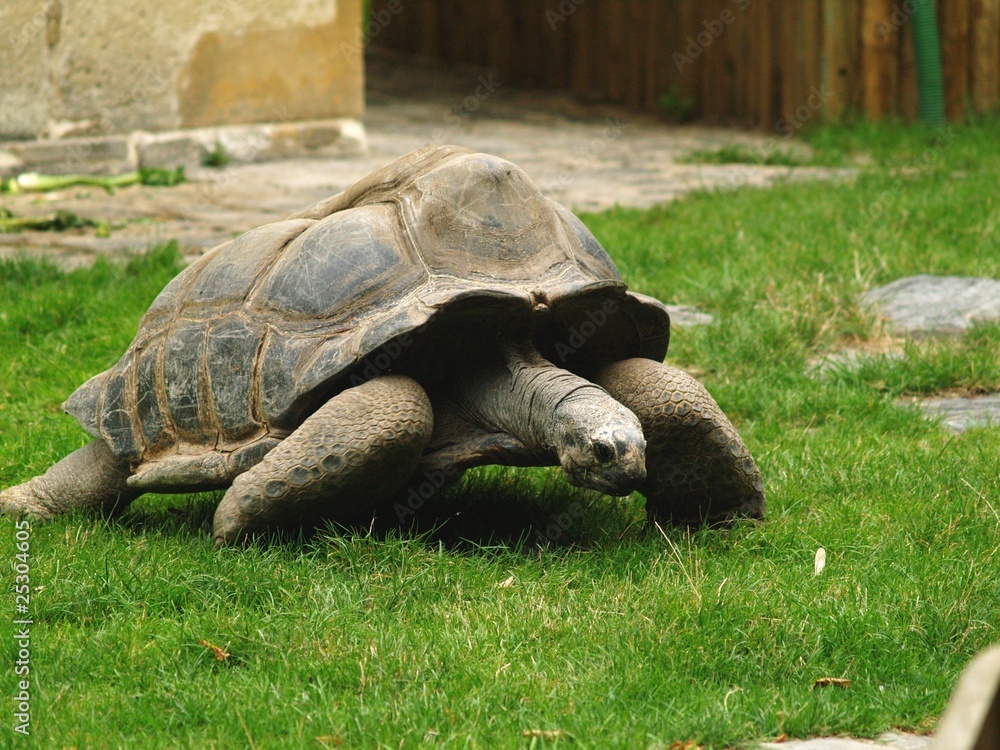 Obraz premium tortue géante