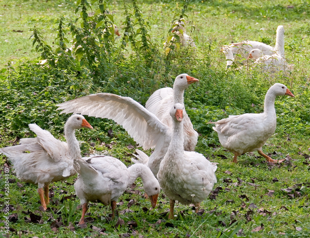 Obraz premium Gänseschar 1