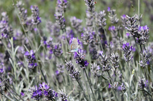 Lavendel