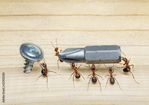 team of ants carries screwdriver to screw, teamwork