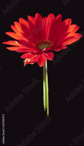 Die Gerbera