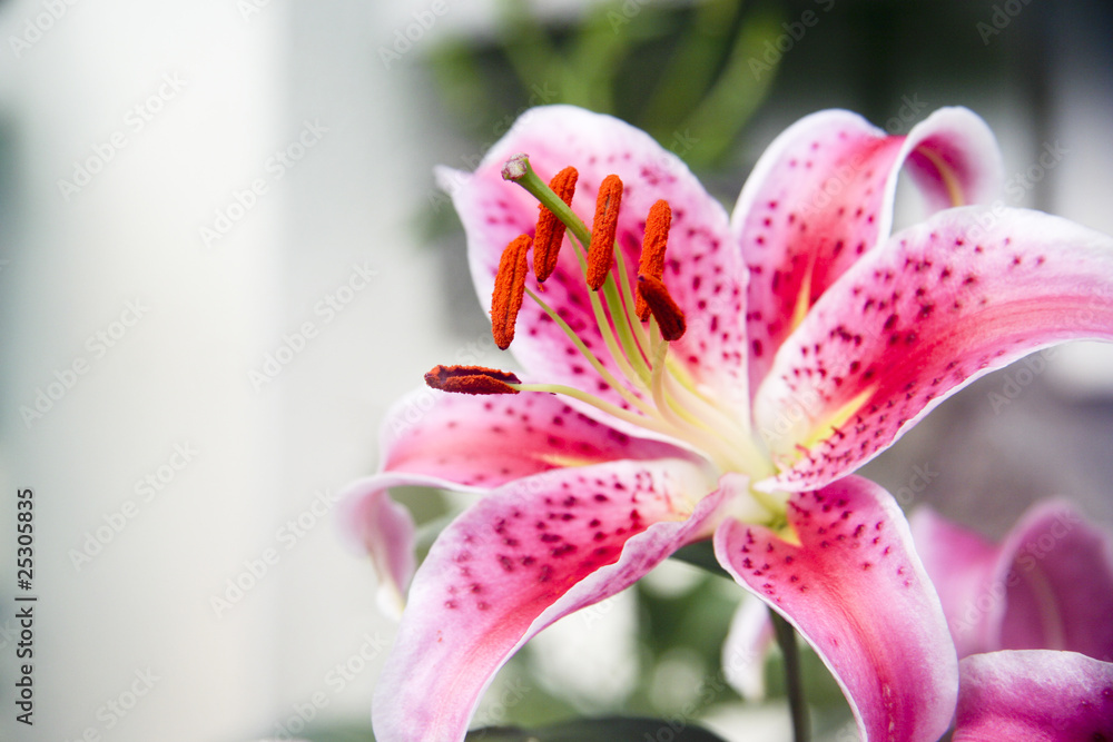 Closeup of a pink lilly bloom Closeup of a pink lilly bloom