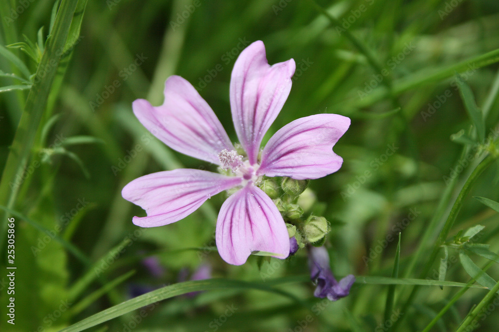 Fototapeta premium Closeup of Flower