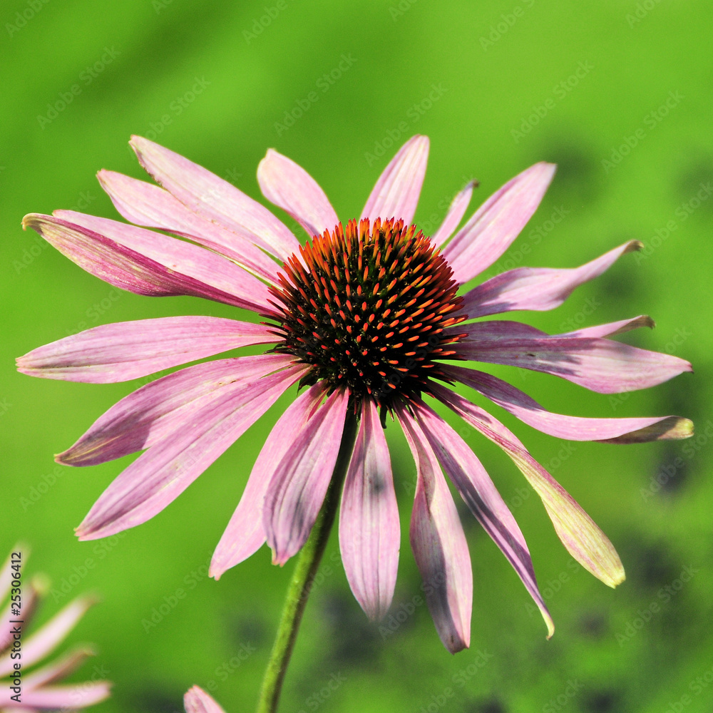 Fototapeta premium Echinacea purpurea, Blüte