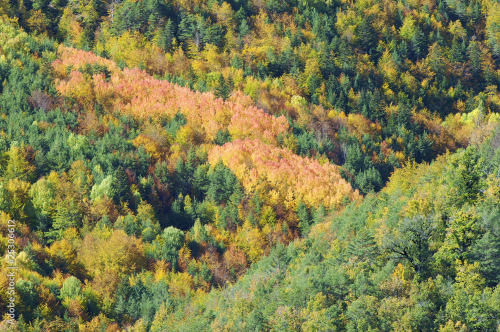 Fall forest in Pyrenees