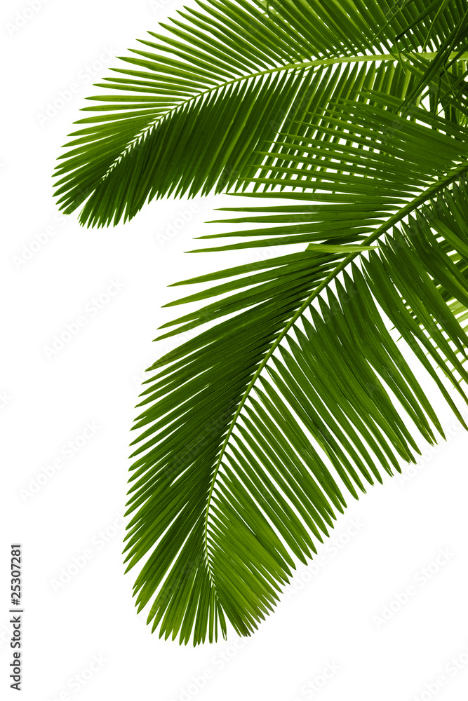 Obraz premium Green palm tree