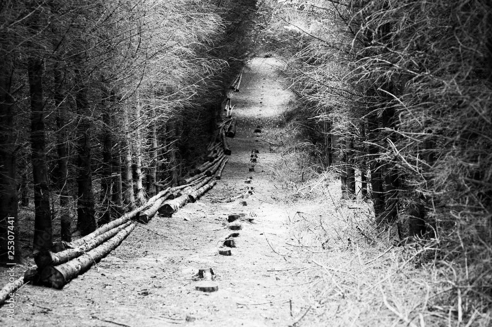 Fototapeta premium Wald.