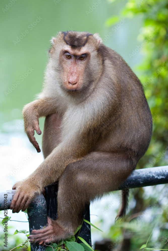 Fototapeta premium Monkey