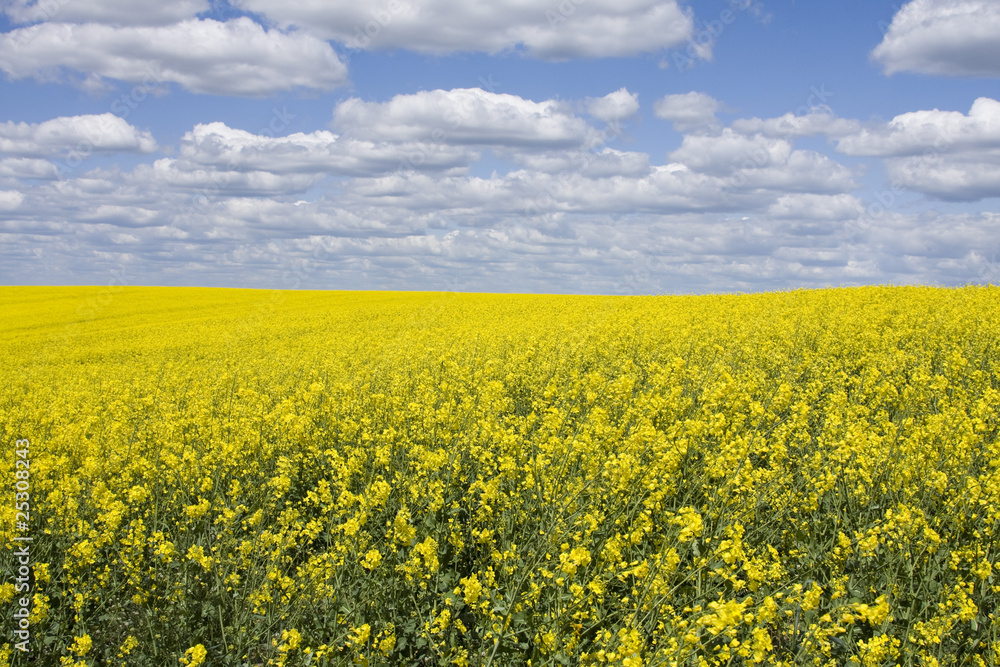 A yellow rape field with blue sky and white puffy clouds.
