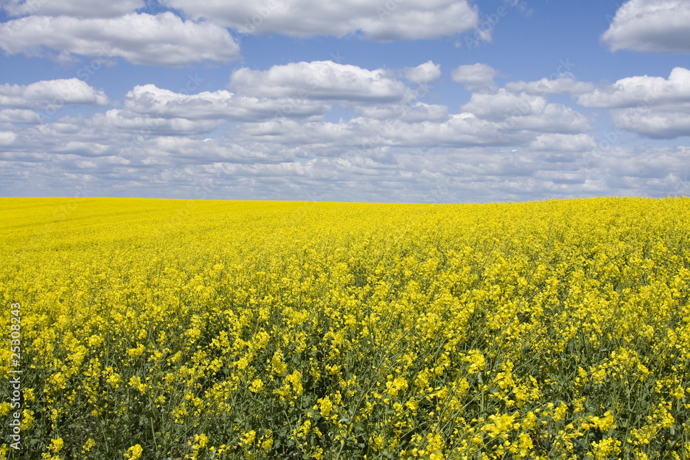 A yellow rape field with blue sky and white puffy clouds. A yellow rape field with blue sky and white puffy clouds.