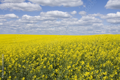A yellow rape field with blue sky and white puffy clouds.