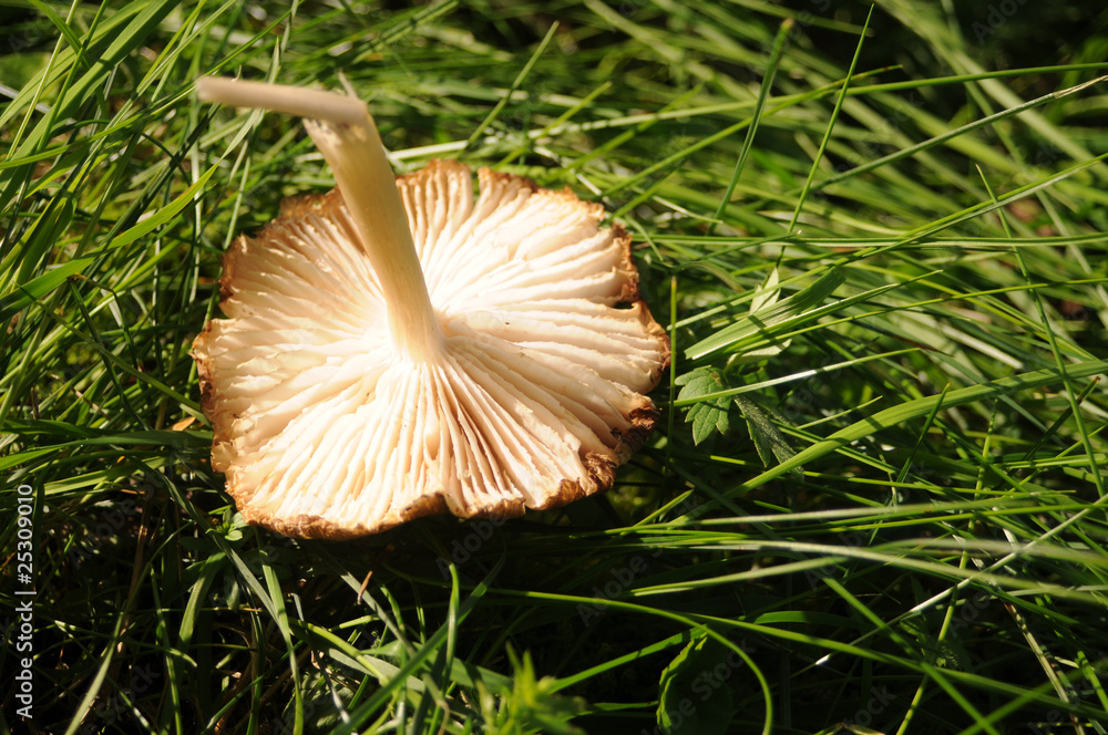 Wilde Pilze Wilde Pilze