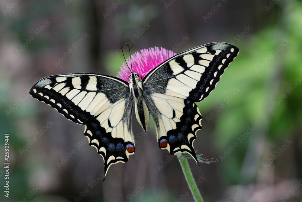 Fototapeta premium European Swallowtail male