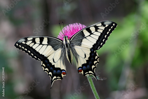 European Swallowtail male