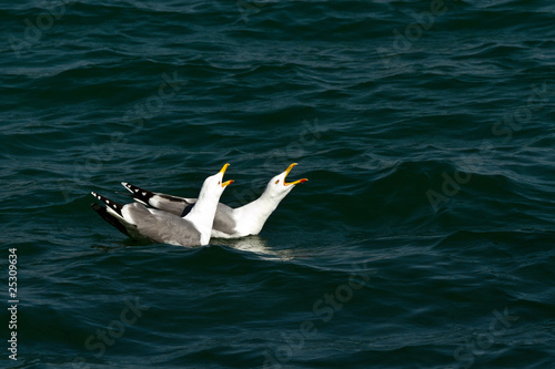 Seagulls in discussion. photo