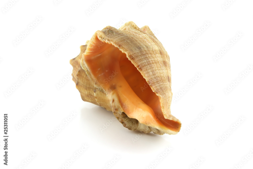 Single sea shell