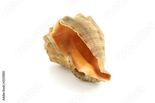 Single sea shell