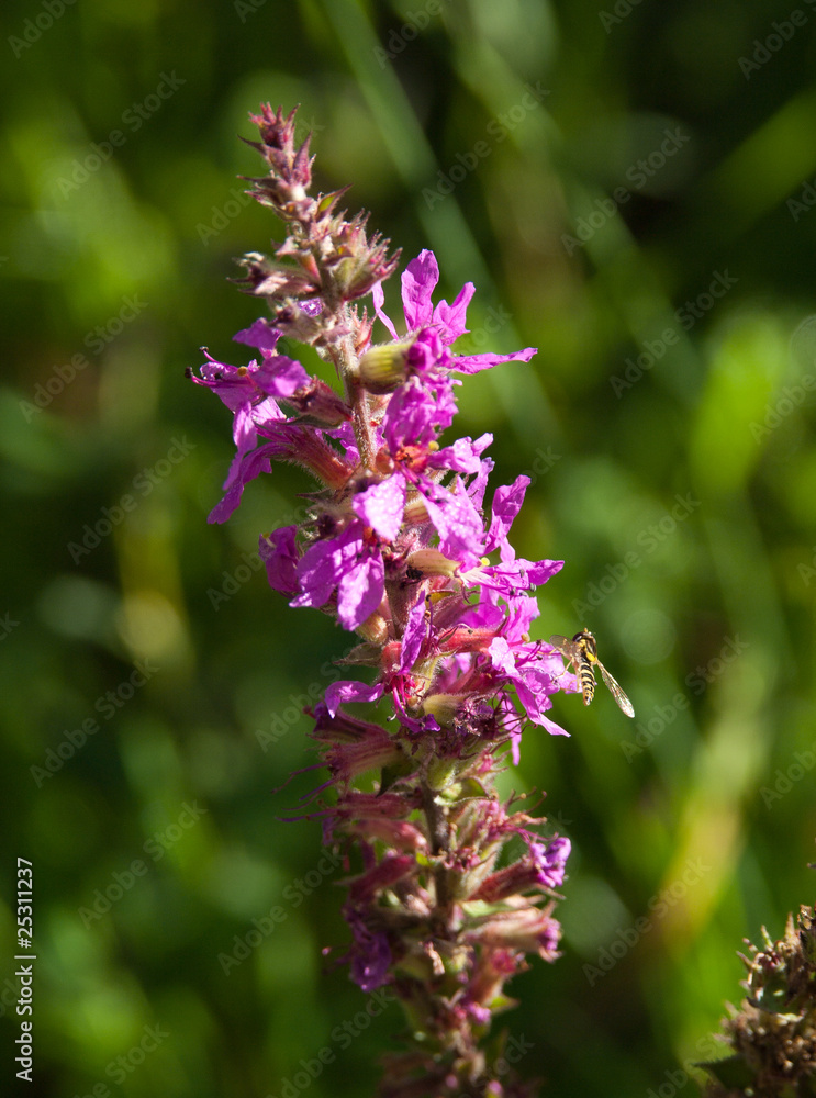 Zoom sur une fleur d'orchis violet Zoom sur une fleur d'orchis violet